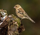 351 - FEMALE CHAFFINCH - OAKDEN DARRELL - united kingdom